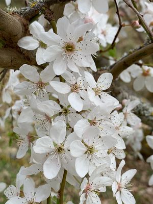 Ciruelo mirobolano (Prunus cerasifera)
