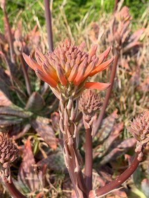 Pita real (Aloe maculata)
