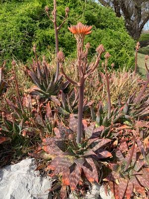 Pita real (Aloe maculata)
