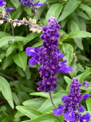 Salvia azul (Salvia farinacea)