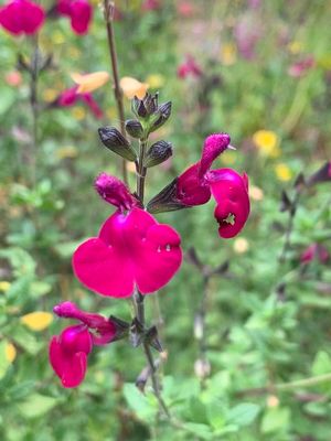 Salvia rosa (Salvia microphylla)