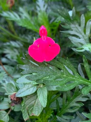 Salvia rosa (Salvia microphylla)