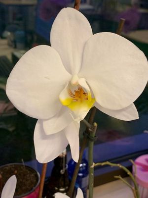 Orquídea luna (Phalaenopsis amabilis)