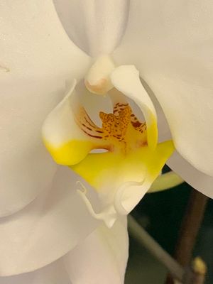 Orqudea luna (Phalaenopsis amabilis)