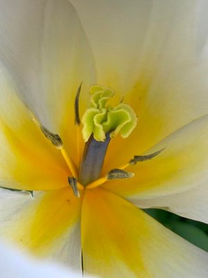 Tulipán silvestre (Tulipa sylvestris)