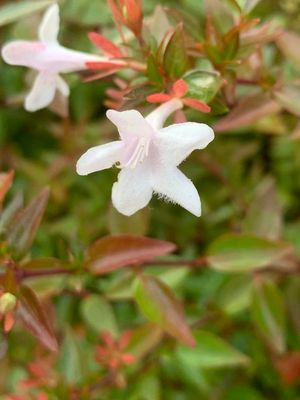 Abelia (Zabelia biflora)