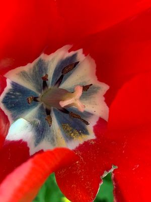Tulipán (Tulipa gesneriana)