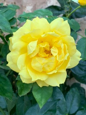 Rosa de Austria (Rosa foetida)