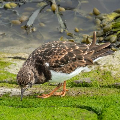 Steenloper - Arenaria interpres