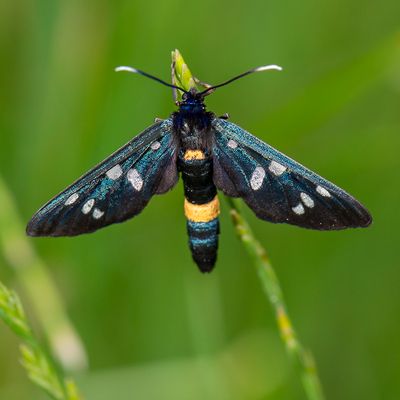 Nachtvlinders en hun rupsen - moths and their caterpillars