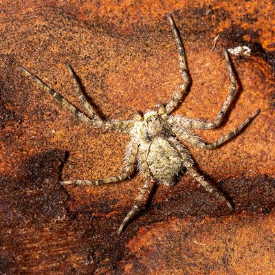 Spinnen - Spiders - Araignées ook: mijten en teken