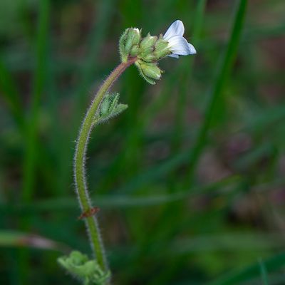 Knolsteenbreek - Saxifraga granulata)