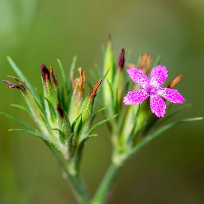 Ruige Anjer - Dianthus armeria