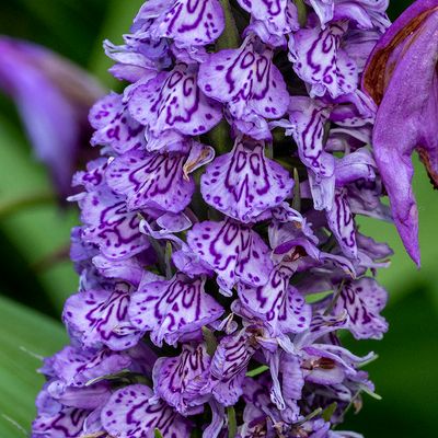 de wilde Orchideeënfamilie – wild Orchid family - orchidées - Orchidaceae