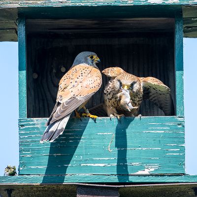 GALERIJ  Project Torenvalk Common Kestrel  - Falco tinnunculus