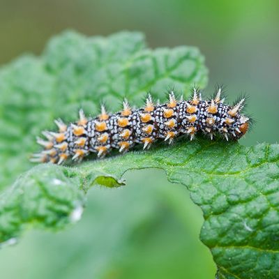 GALLERY Parelmoervlinders - Nymphalidae