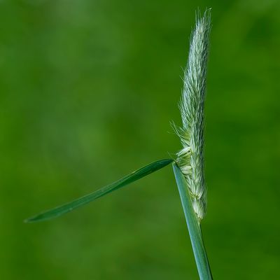 Grote voissenstaart - Alopecurus pratensis