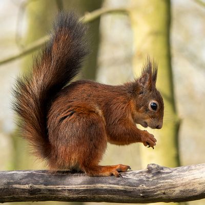 Rode eekhoorn - Scurius vulgaris