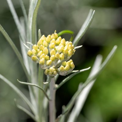 GALLERY GRASSEN, GRANEN, KRUIDEN, VARENS GROENTEN en fruit