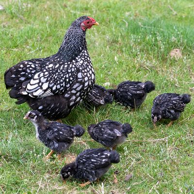 Hoenderrassen - Chicken - Poulet GALLERY