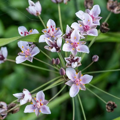 Zwanenbloem - Butomus umbellatus