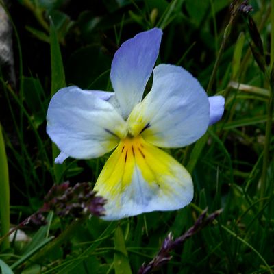 Driekleurig viooltje - Viola tricolor