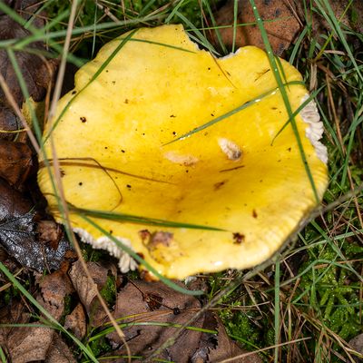Gele berkenrussula - Russula claroflava