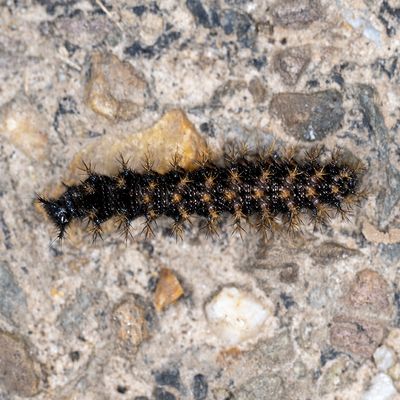 Rupsen en Dagvlinders - Caterpillars and butterflies