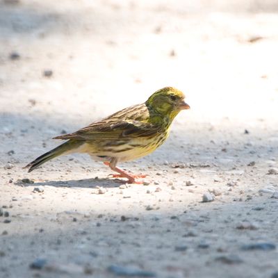 Europese kanarie - Serinus serinus