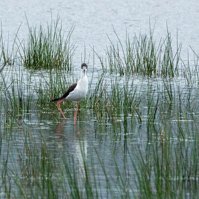 Steltkluut - Himantopus himantopus