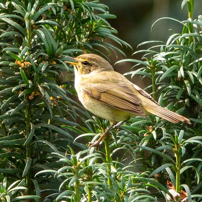 Tjiftjaf - Phylloscopus collybita - Pouillot véloce GALLERY