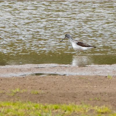 Groenpootruiter - Tringa nebularia