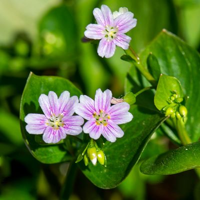 Roze winterpostelein - Claytonia sibirica