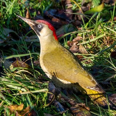 Groene specht GALLERY - the green Woodpecker
