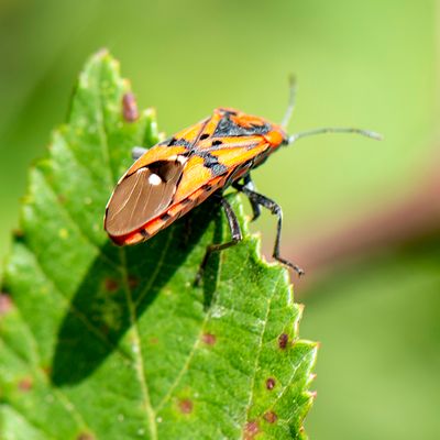Pandoerridderwants - Spilostethus pandurus