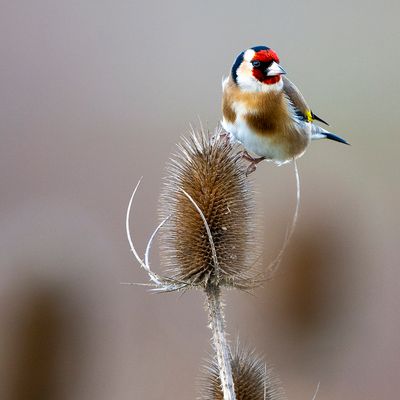 Putter / Distelvink GALLERY