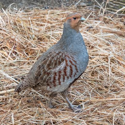 Patrijs of Veldhoen - Perdix perdix