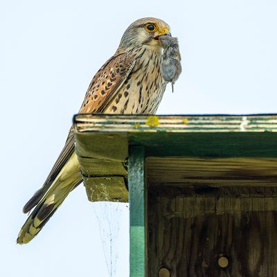 GALERIJ Project Torenvalk Common Kestrel - Falco tinnunculus