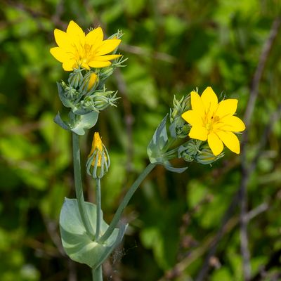 GALLERY WILDE BLOEMEN KLEURGROEP GEEL – wild flowers yellow – Plantes sauvages à fleurs jaunes.