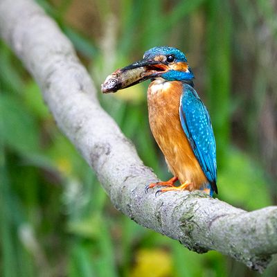 IJsvogel - Alcedo atthis - Martin-Pêcheur d’Europe GALLERY