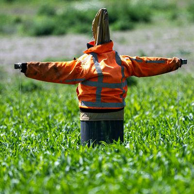 vogelverschrikkers - scarecrows - épouvantails - espantalhos