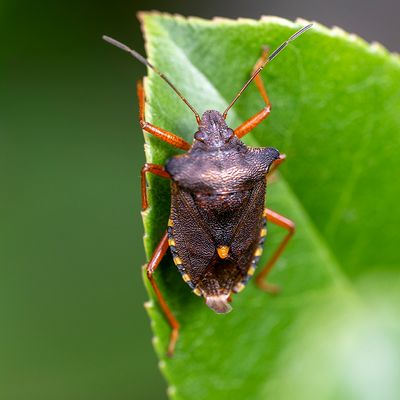 Wantsen - Hemiptera - Pentatomorphes - Bugs