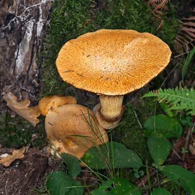 paddenstoelen en andere schimmels - Fungi