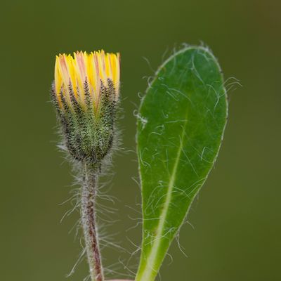 GALLERY WILDE BLOEMEN KLEURGROEP GEEL – wild flowers yellow – Plantes sauvages à fleurs jaunes.