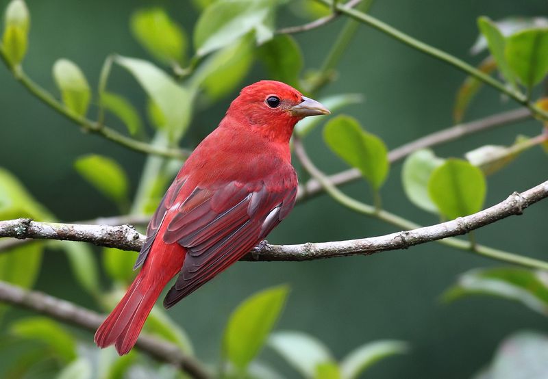 Summer Tanager.jpg