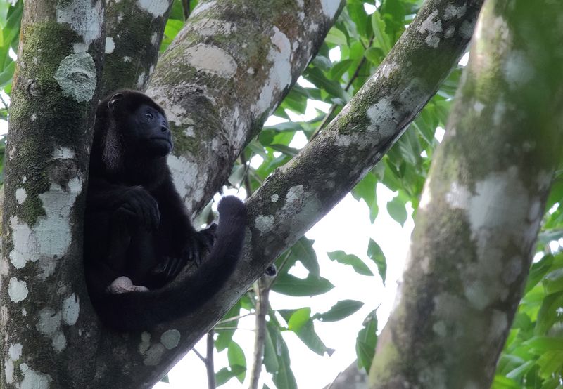 Male Howler surveying troop.jpg