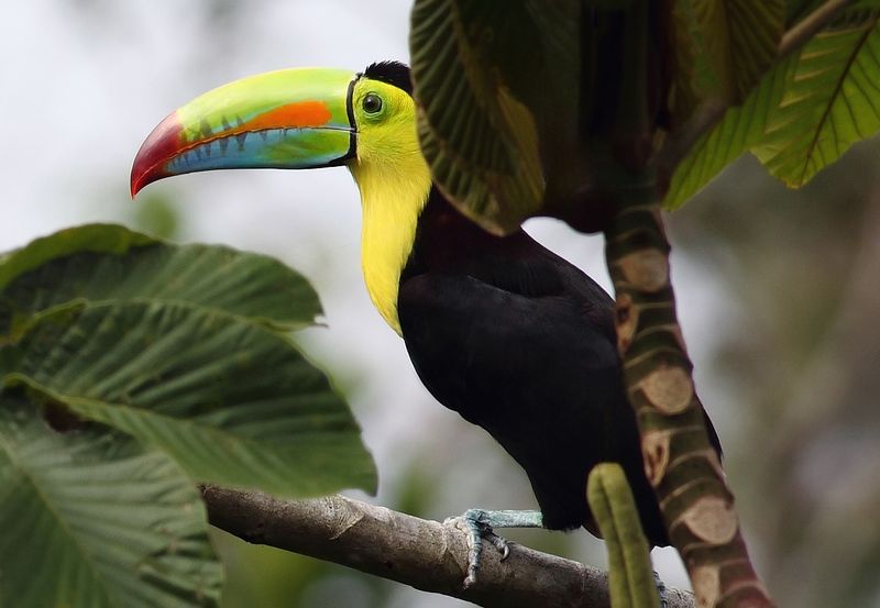 Keel-billed Toucan IV.jpg