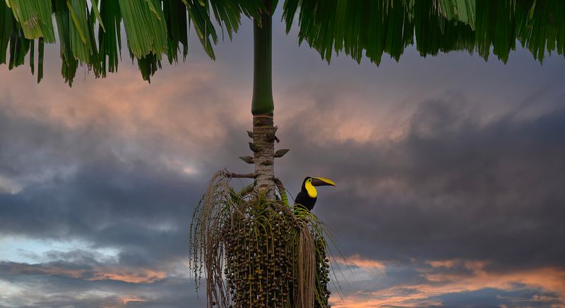 Mandibled Toucan.jpg