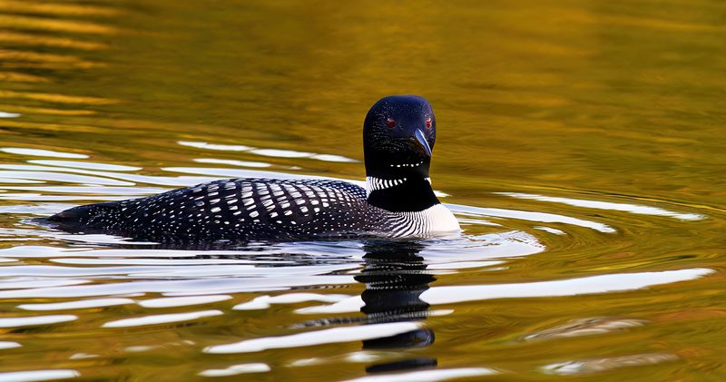 Loon in gold II copy.jpg