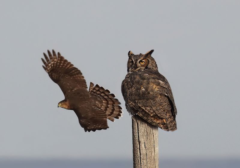 Great Horned Owl harassed by hawk copy.jpg